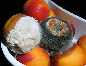 Como manter as bactérias longe da cozinha